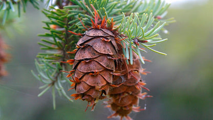 Douglas Fir Herb Seeds