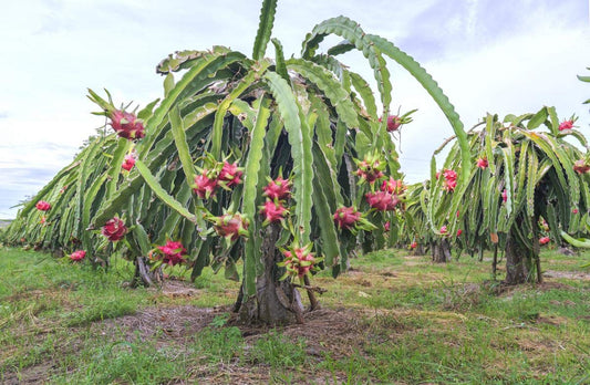 Dragon Fruit Hylocereus Undatus Seeds For Planting For Tropical Garden heirloom non-gmo organic garden seeds