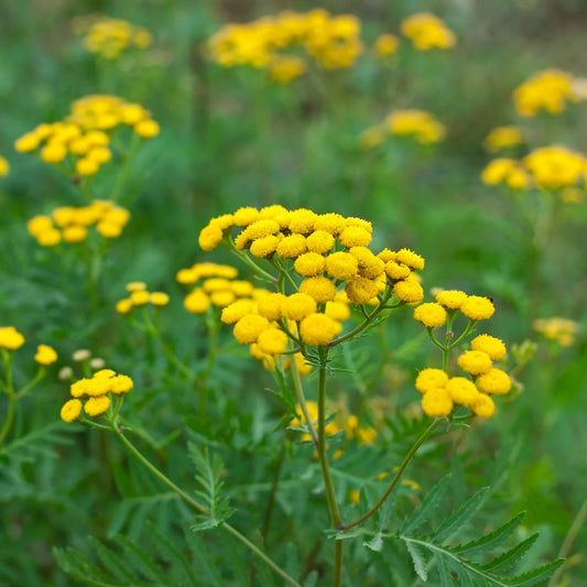 Tansy Flower Seeds