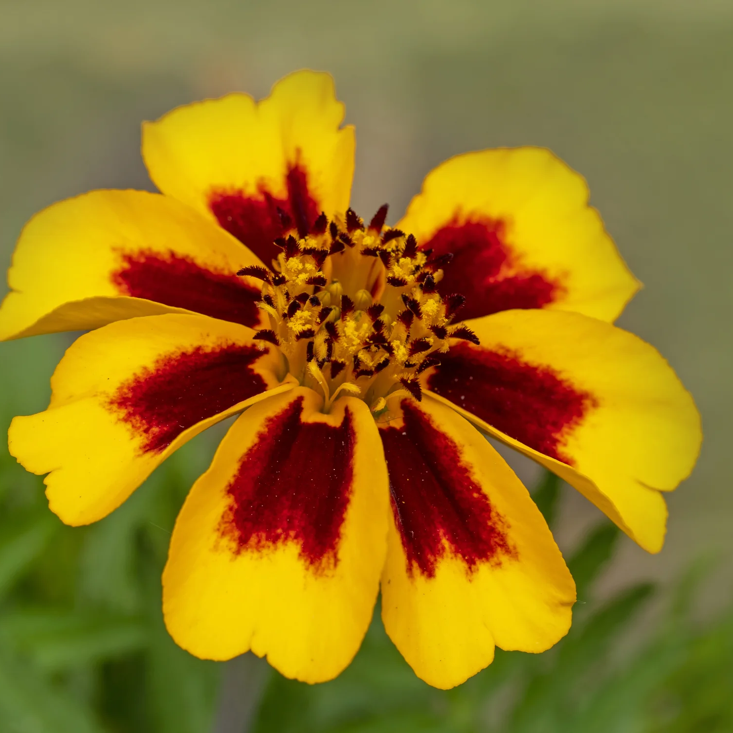 flower seeds in french French Marigold Flower Seeds for Planting – Heirloom, Non-GMO, Easy to –  Pure Asia Seeds