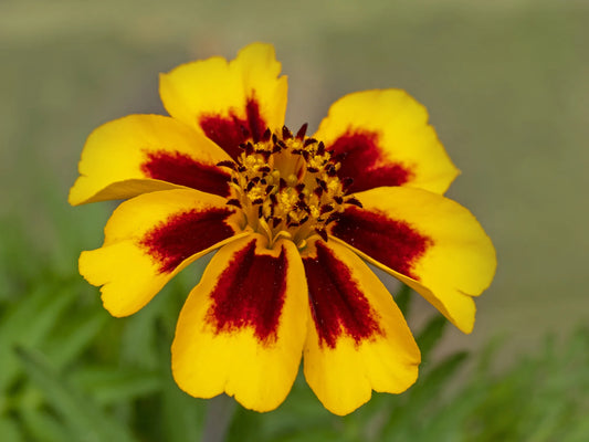 French Marigold Flower Seeds