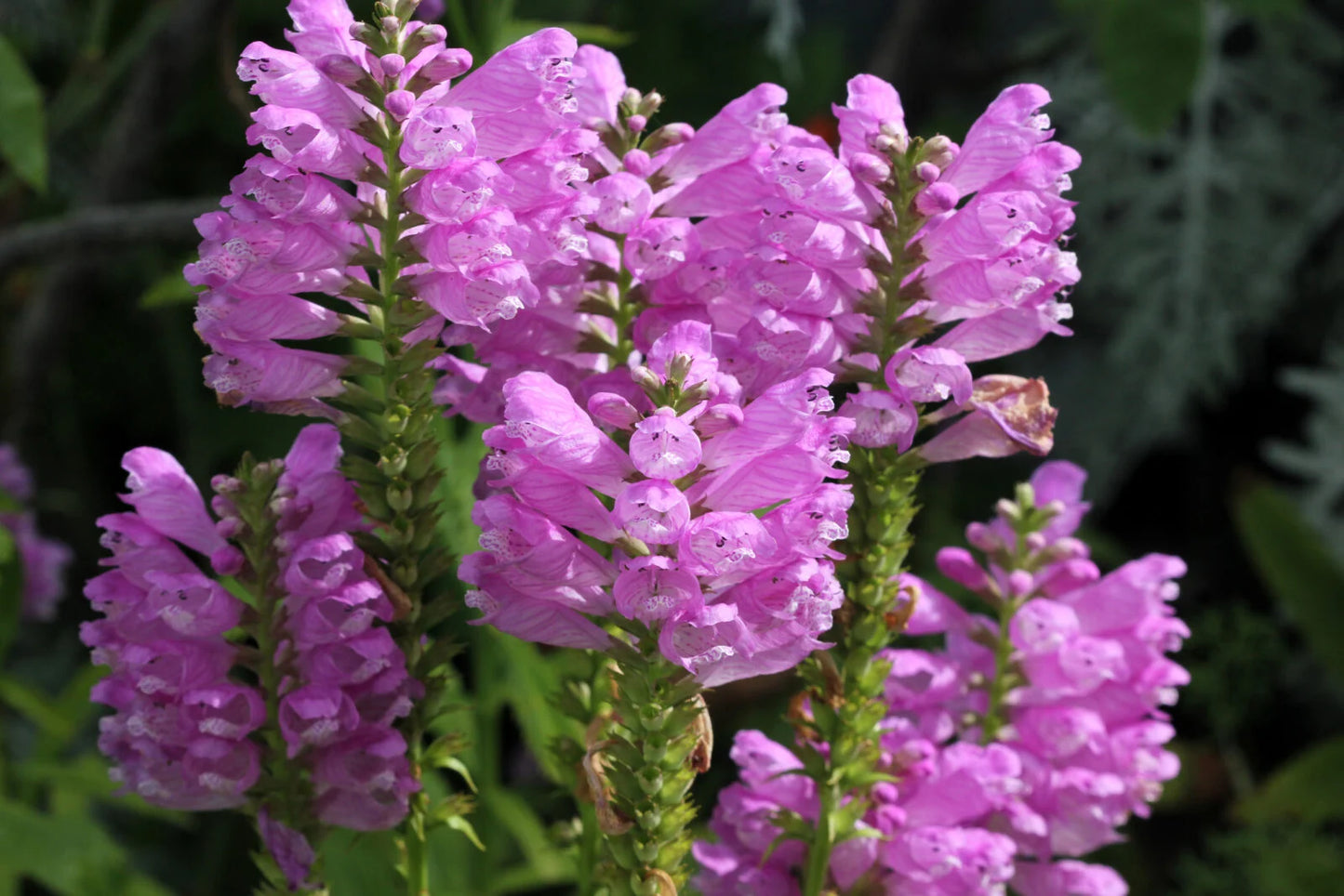 Pink False Dragonhead  Flower Seeds