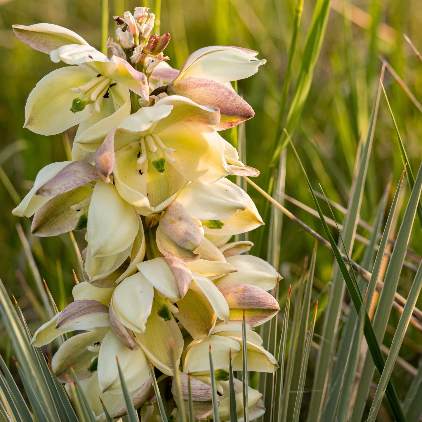 Yucca Glauca Flower Seeds