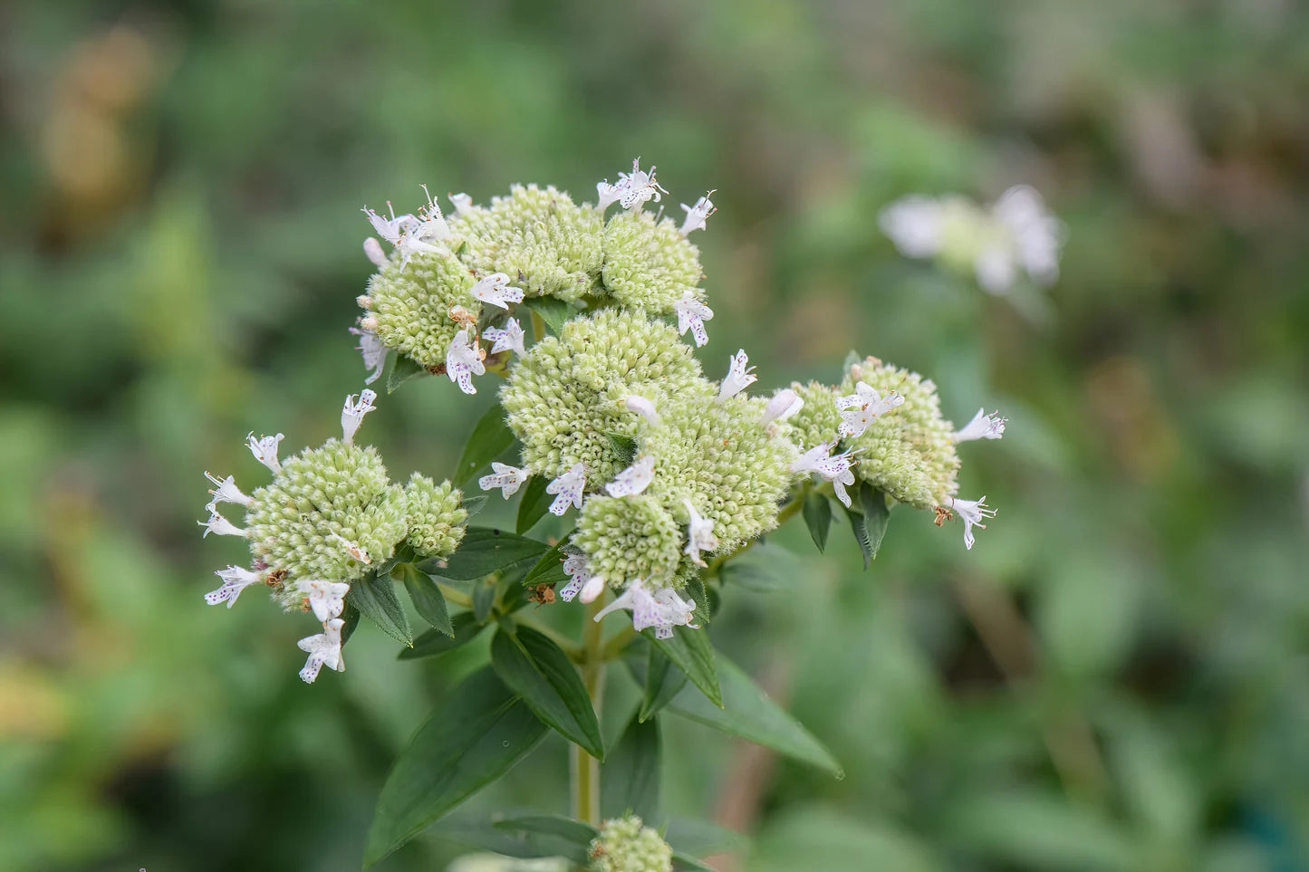 Hairy Mountain Mint Seeds
