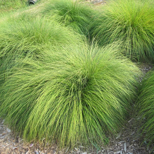 Prairie Dropseed Herb Seeds