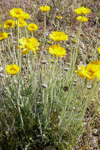 Yellow Desert Marigold (Baileya multiradiata) Showy Drought-Tolerant Paper Daisy Flower Herb Seeds