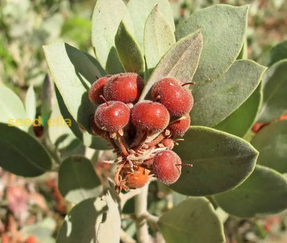 Arctostaphylos Manzanita Tree Seeds for Easy Planting