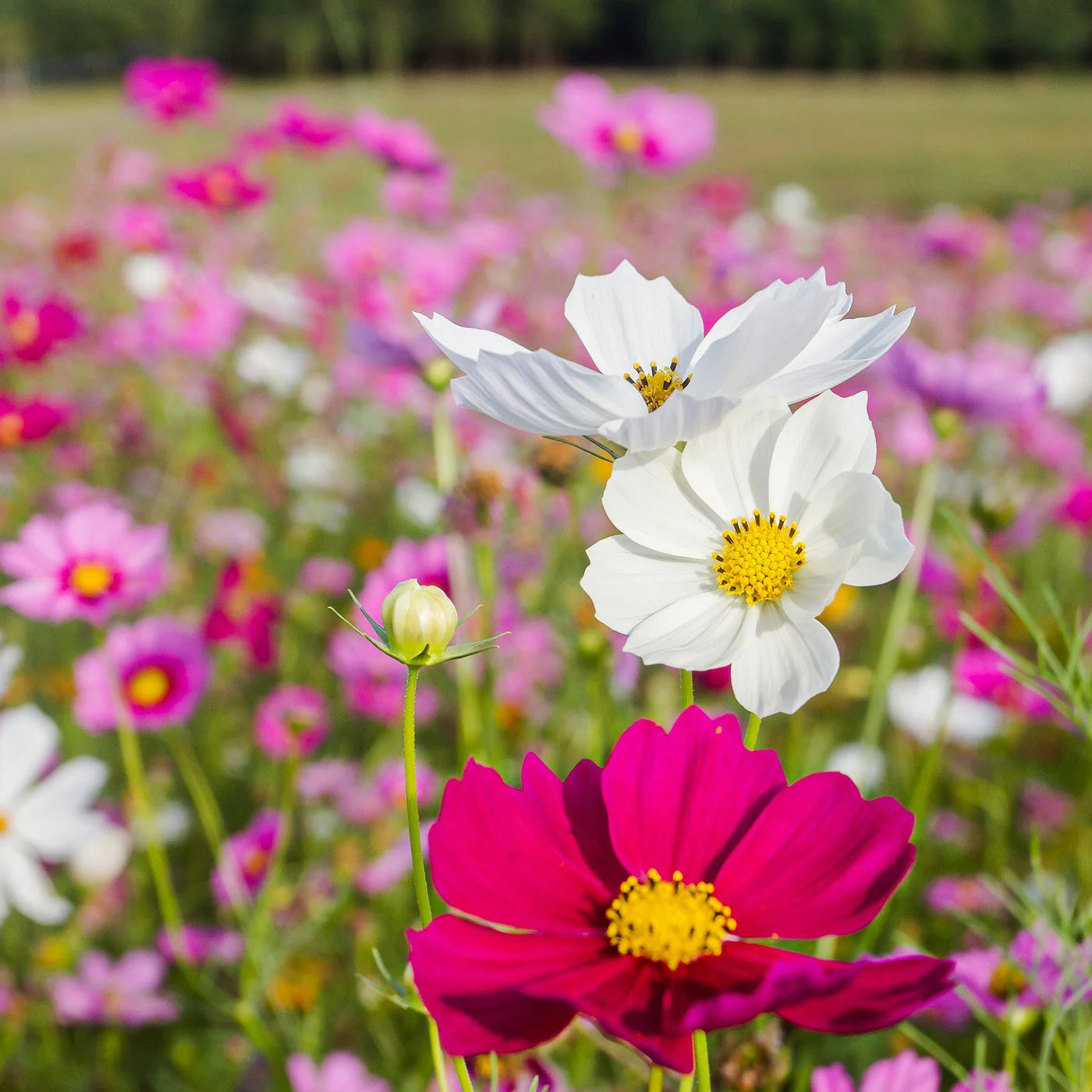 Cosmos Flowers Seeds