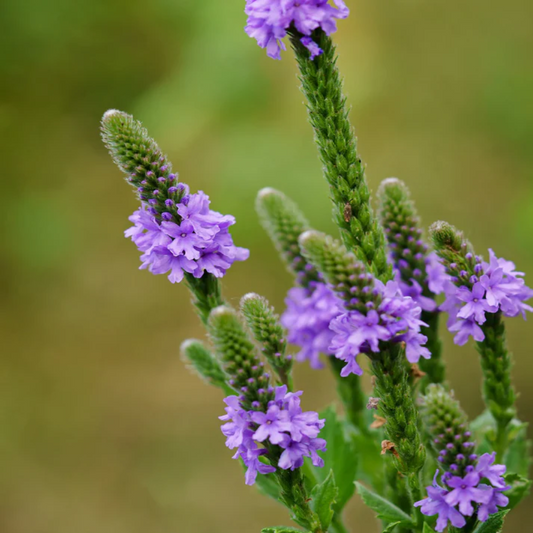 Hoary Vervain Flower Seeds