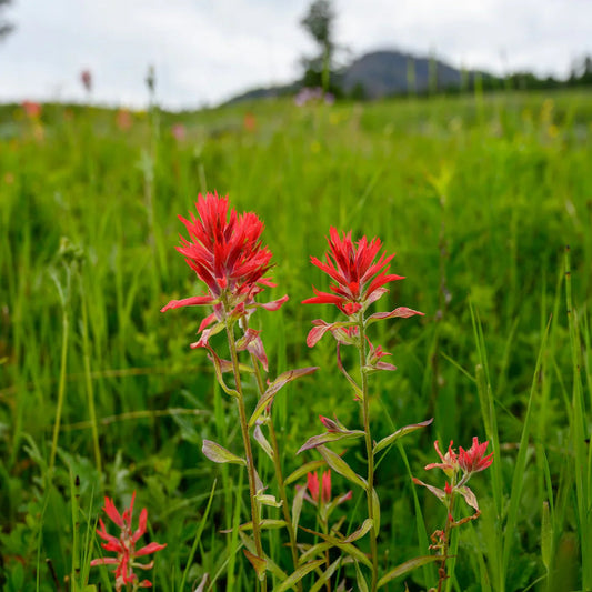 Castilleja (Castilleja Indivisa) seeds for planting in home garden