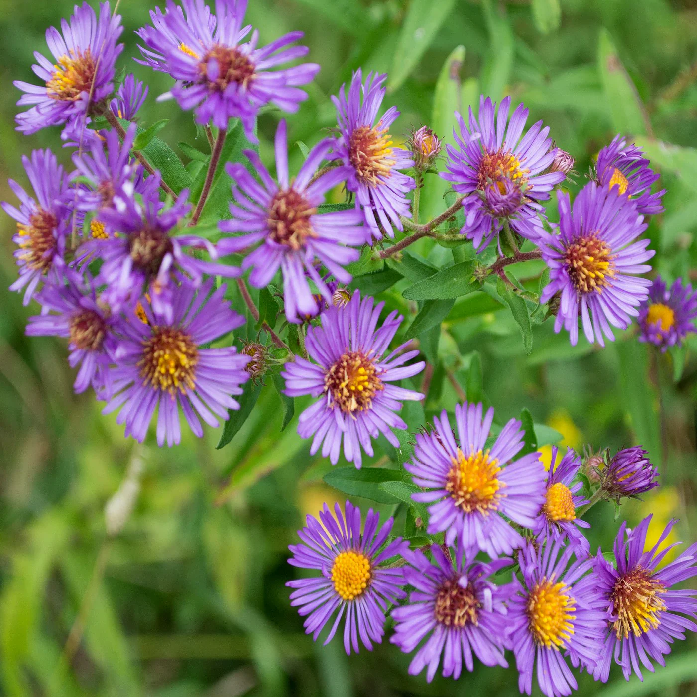 New England Aster Flower  Seeds