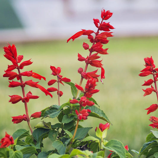 Salvia Coccinea Flower Seeds