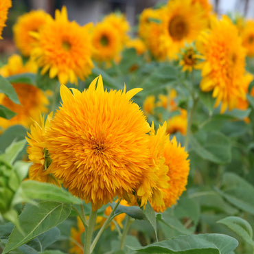 Teddy Bear Sunflower Seeds