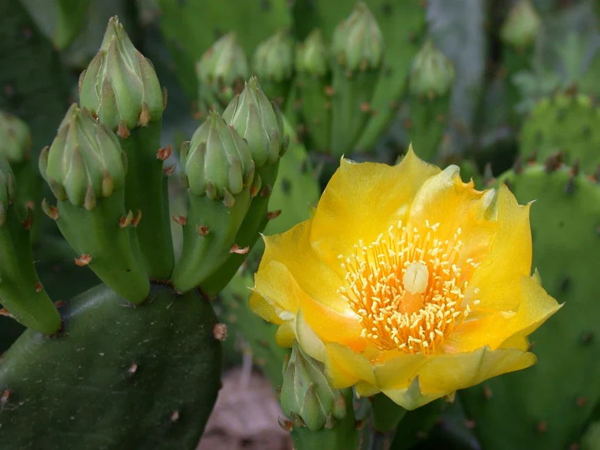 Heirloom Yellow Opuntia Flower seeds for Planting Pollinator Friendly Heirloom & GMO Free Seeds for Home Garden