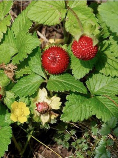 Red Indian Tuttifrutti Strawberry (Duchesnea indica) Flower Berry Fruit Seeds