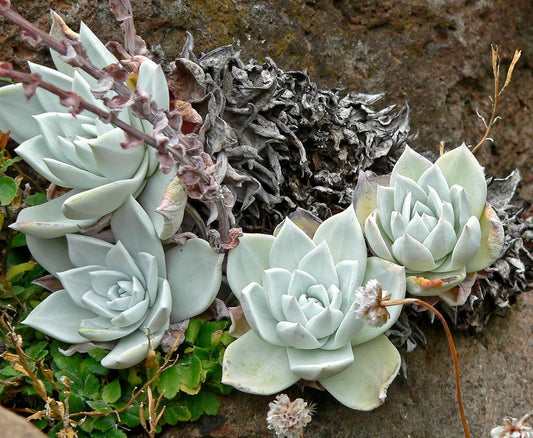 Dudleya Farinosa Seeds For Planting , Succulent Seeds For Vibrant Gardens heirloom non-gmo organic garden seeds