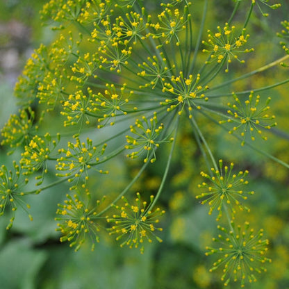 Dukat Strain Dill Anethum Graveolens Seeds heirloom non-gmo organic garden seeds