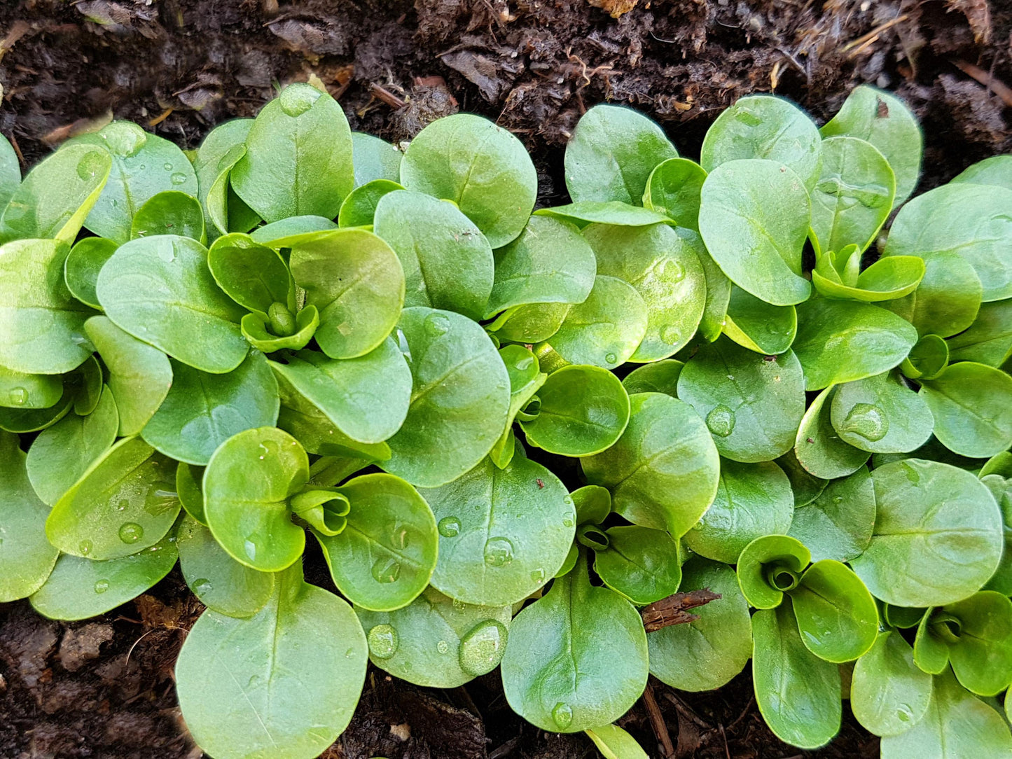 Dutch Corn Salad (Valerianella locusta) Lamb’s Lettuce Herb Vegetable Seeds