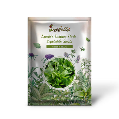 Dutch Corn Salad (Valerianella locusta) Lamb’s Lettuce Herb Vegetable Seeds