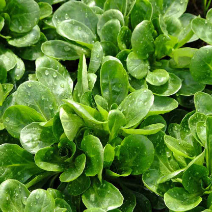 Dutch Corn Salad (Valerianella locusta) Lamb’s Lettuce Herb Vegetable Seeds