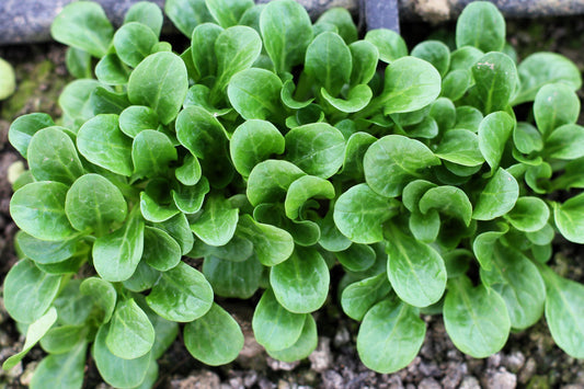 Dutch Corn Salad Valerianella Locusta Lamb’S Lettuce Herb Vegetable Seeds heirloom non-gmo organic garden seeds