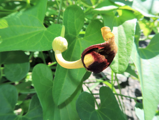 Slender Dutchman'S Pipe Aristolochia Debilis Deep Purple Flower Herb Vine Seeds heirloom non-gmo organic garden seeds