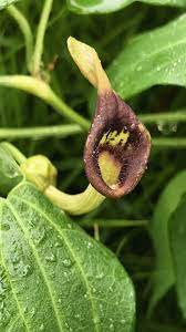 細長いマルハナバチソウ（Aristolochia debilis）濃紫色の花の薬草つる種子