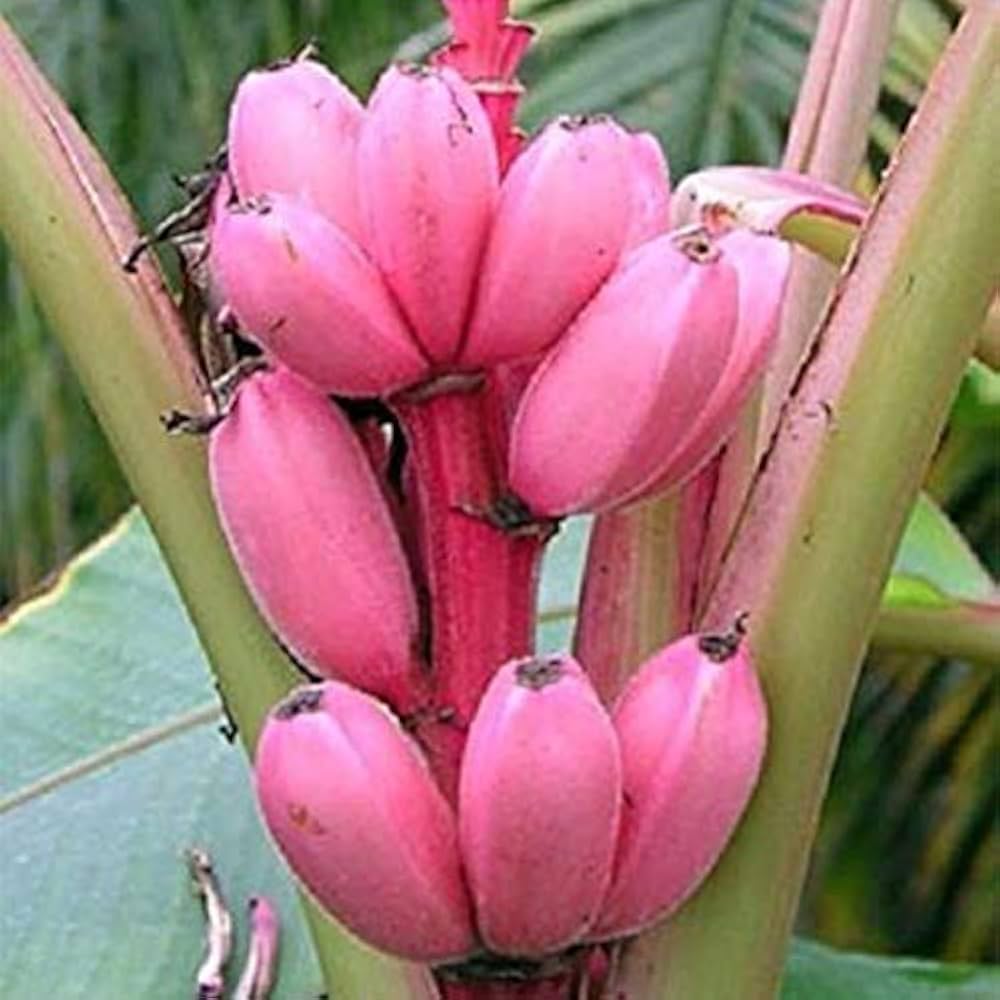 Dwarf Pink Banana (Velvet Musa Velutina) Flowering Fruit Tree Seeds
