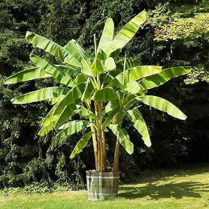 Dwarf Banana Musa Fruit Seeds For Planting In Urban Garden heirloom non-gmo organic garden seeds