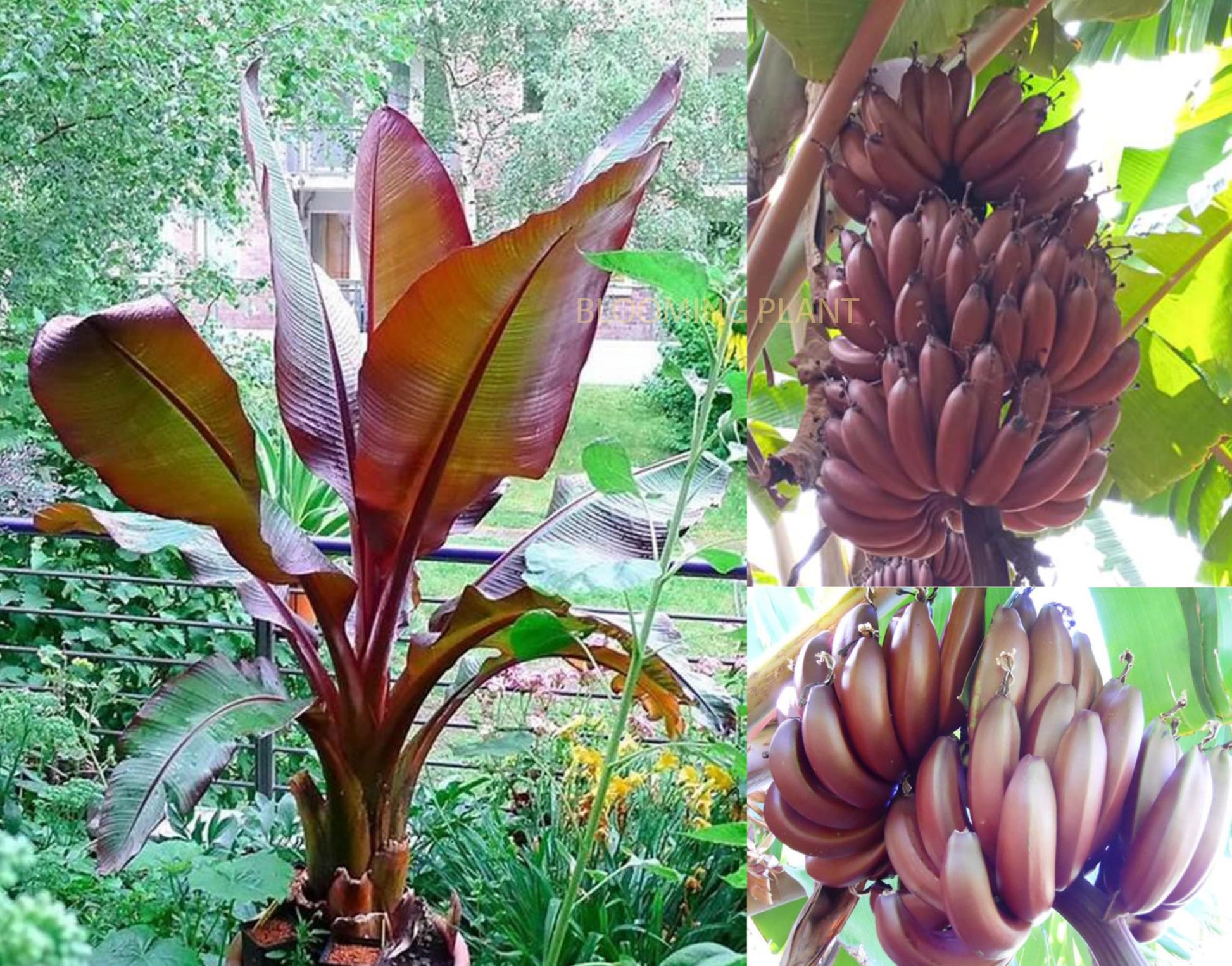 Dwarf Banana Seeds For Planting Musa Acuminata Tropical Patio Garden heirloom non-gmo organic garden seeds