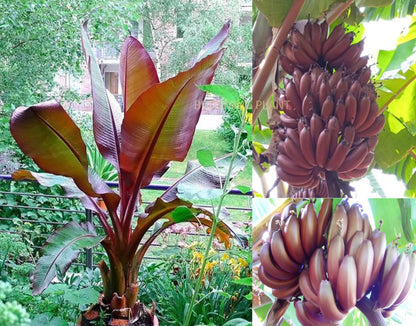 Dwarf Banana Seeds For Planting Musa Acuminata Tropical Patio Garden heirloom non-gmo organic garden seeds