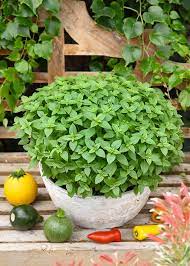 Spicy Globe Basil (Ocimum Basilicum) Herb Flower Seeds
