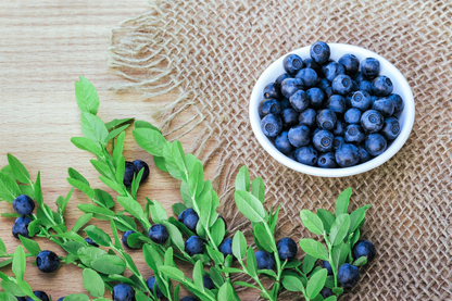 Dwarf Bilberry (Vaccinium caespitosum) Dwarf Blueberry Whortleberry Evergreen Shrub Seeds