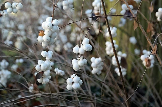 Dwarf Creeping Snowberry Shrub White & Pink Flowers Symphoricarpos Mollis Seeds heirloom non-gmo organic garden seeds