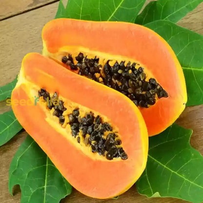Dwarf Cylindrical Papaya Seeds for Easy Planting