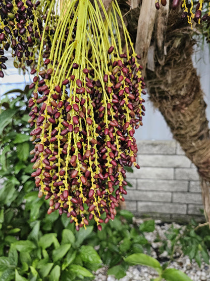 Pygmy Date Palm (Phoenix Roebelenii) Dwarf Miniature Ornamental Fruit Tree Houseplant Seeds