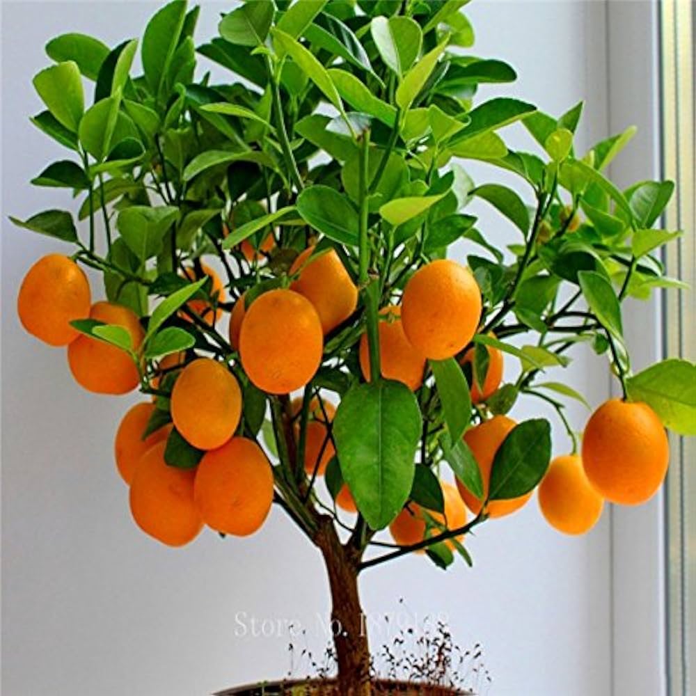 Dwarf Fruit Tree Seeds – Mini Indoor/Outdoor Organic Plant