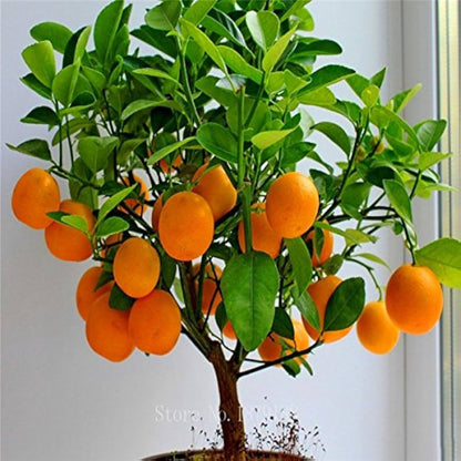 Dwarf Fruit Tree Seeds – Mini Indoor/Outdoor Organic Plant