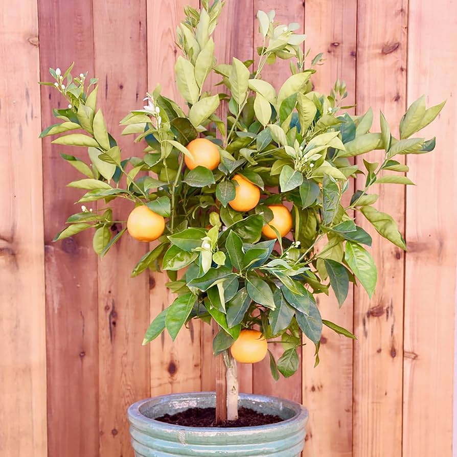 Dwarf Fruit Tree Seeds – Mini Indoor Outdoor Organic Plant heirloom non-gmo organic garden seeds