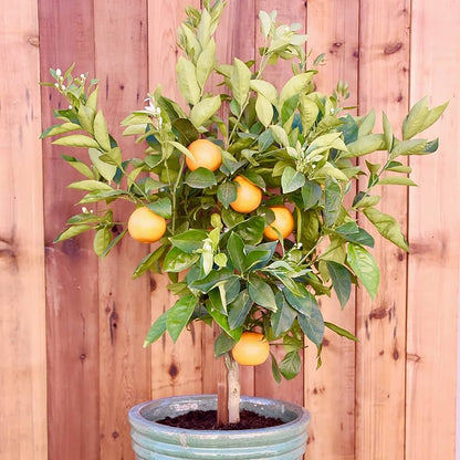 Dwarf Fruit Tree Seeds – Mini Indoor Outdoor Organic Plant heirloom non-gmo organic garden seeds