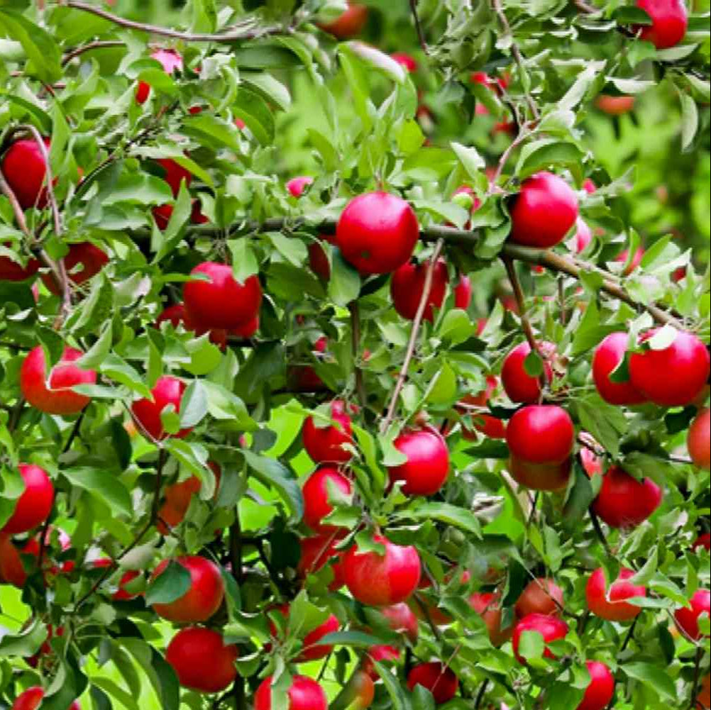 Zwergapfelbaum-Fruchtsamen