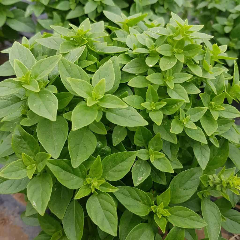 Dwarf Greek Basil (Ocimum basilicum) Fragrant Spicy Small Bright Green Leaf Herb Seeds