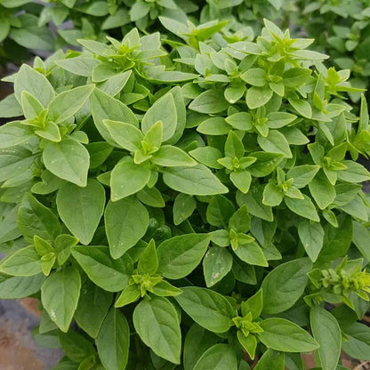 Dwarf Greek Basil (Ocimum basilicum) Fragrant Spicy Small Bright Green Leaf Herb Seeds