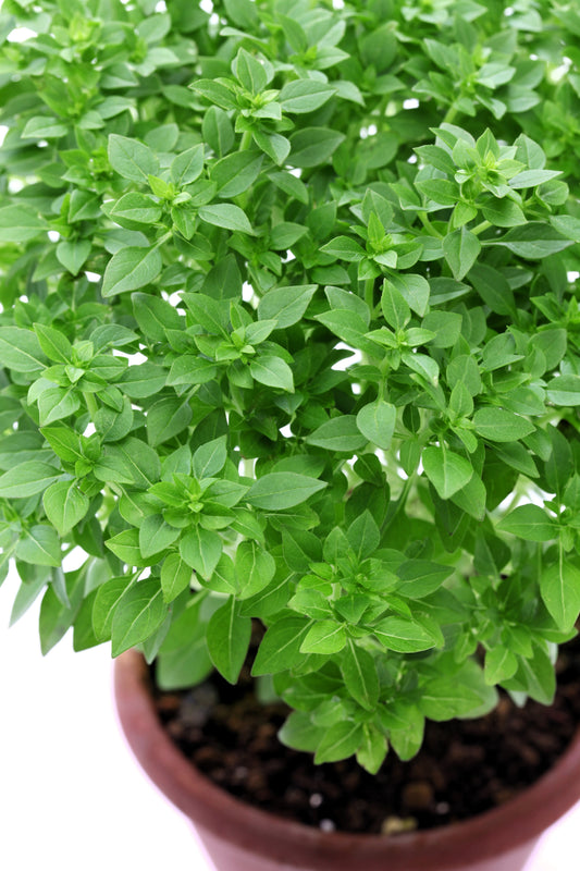 Dwarf Greek Basil Ocimum Basilicum Fragrant Spicy Small Bright Green Leaf Herb Seeds heirloom non-gmo organic garden seeds
