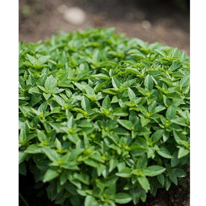 Dwarf Greek Basil Ocimum Basilicum Seeds heirloom non-gmo organic garden seeds