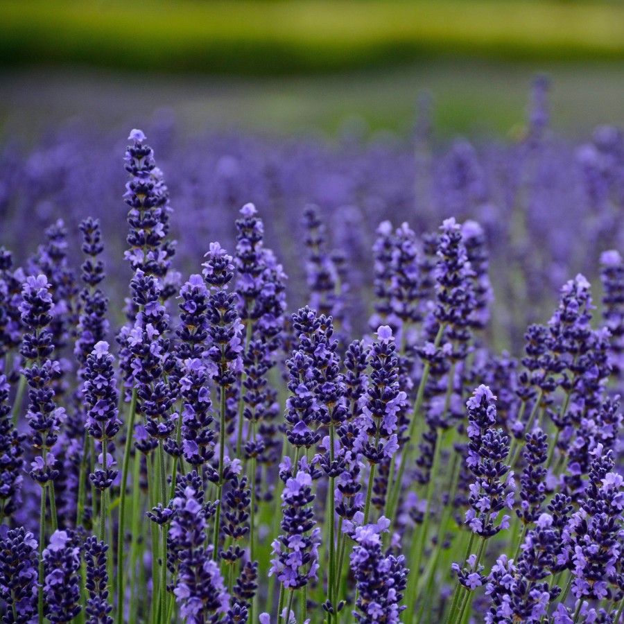 Dwarf Munstead Lavender (Lavandula angustifolia 'Munstead') Blue English Lavender Purple Fragrant Flower Herb Seeds