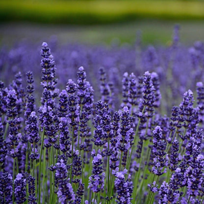 Dwarf Munstead Lavender (Lavandula angustifolia 'Munstead') Blue English Lavender Purple Fragrant Flower Herb Seeds