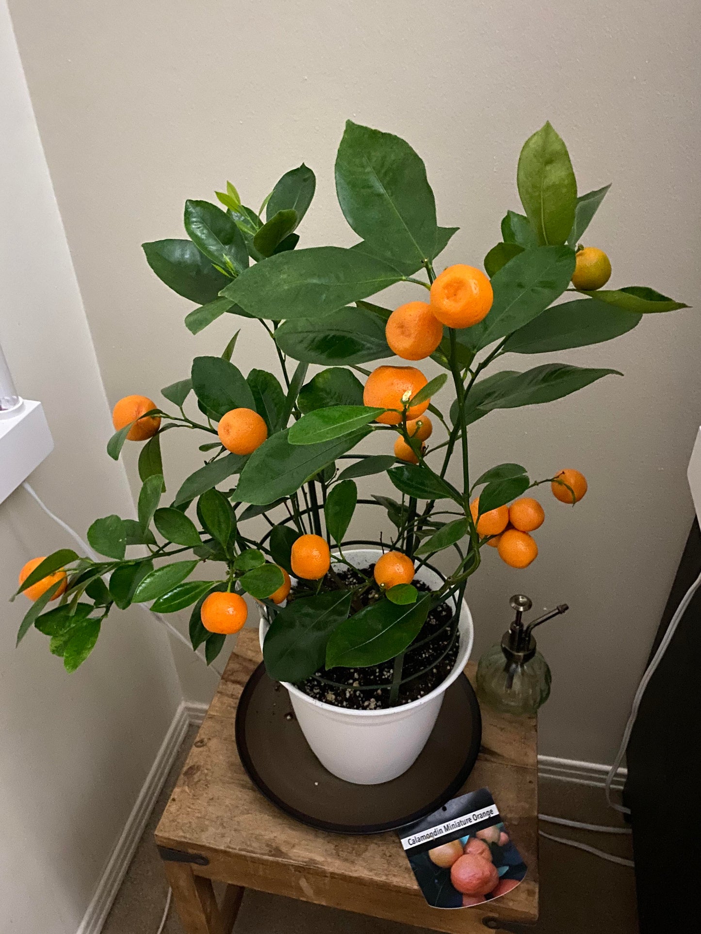 Miniature Orange Tree Seeds for Planting Grow Your Own Indoor Citrus