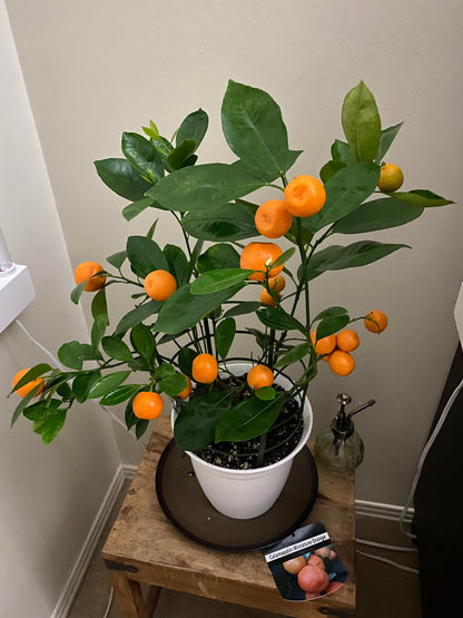 Miniature Orange Tree Seeds for Planting Grow Your Own Indoor Citrus