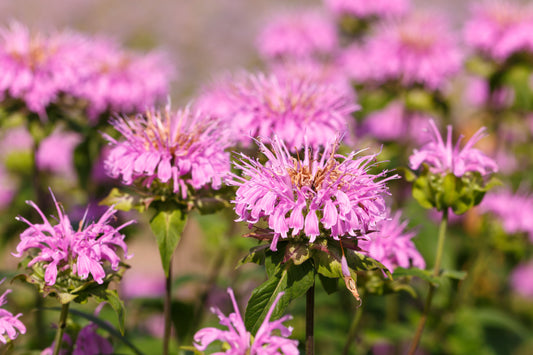 Dwarf Pink Bee Balm Monarda Bradburiana Eastern Beebalm Herb Flower Seeds heirloom non-gmo organic garden seeds
